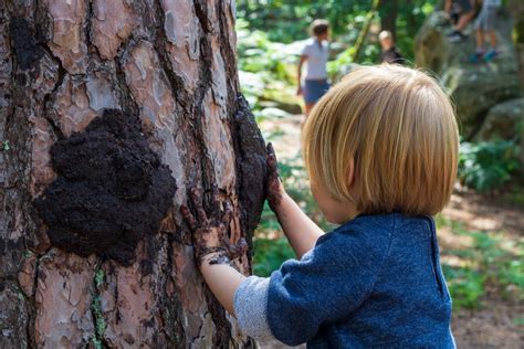 P tits Loups des Bois Des animations Nature pour séveiller et s