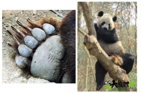 Structural Adaptations - Giant Panda