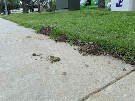 What Does Mole Damage Look Like