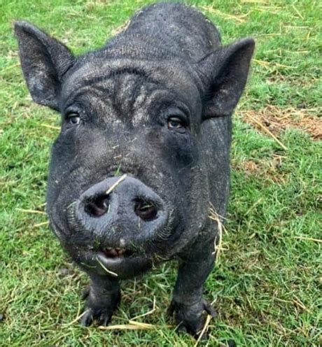 26 stone 'fattest pig ever' rescued after being fed biscuits and cola ...