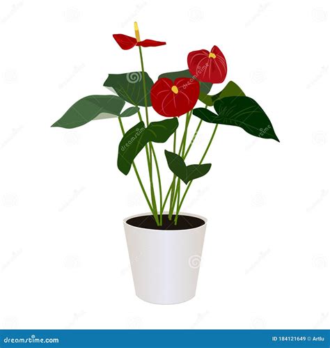 Anthurium In Pot Isolated On The White Background Vector Stock Vector