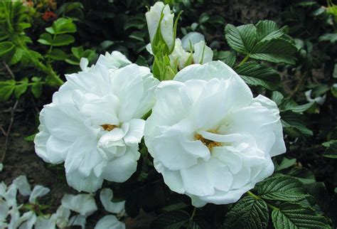 Blanc Double De Coubert Vresros Gammaldags Buskros Rugosa Fr N