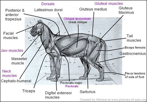 Cat Muscles Poc Cat Anatomy Feline Anatomy Feline