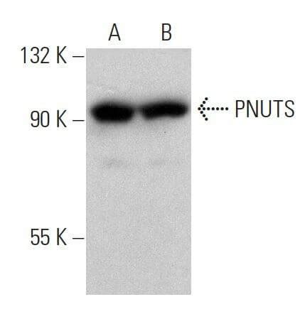 PNUTS Antibody F 8 SCBT Santa Cruz Biotechnology