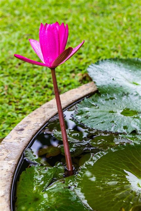 Pink Lotus Stock Photo Image Of Blossom Chon Floral 43036302