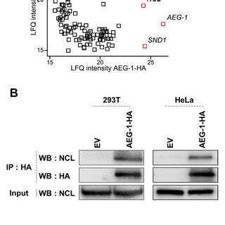 Identification Of Ncl As A Novel Aeg Interacting Protein A The