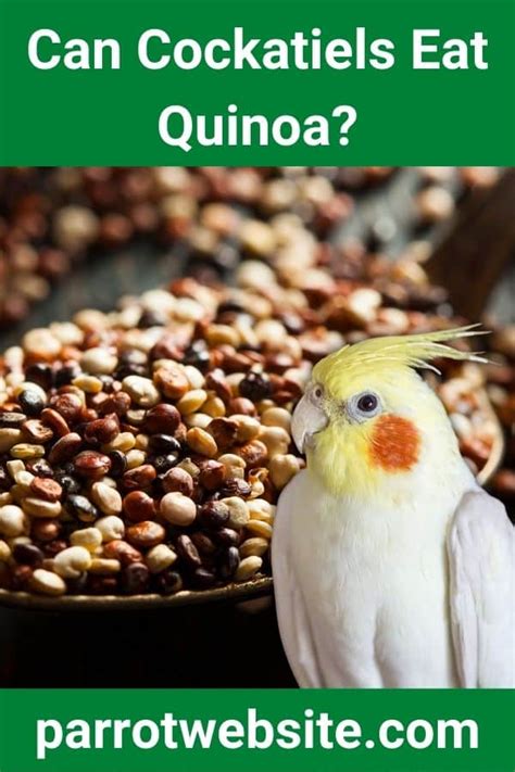 Can Cockatiels Eat Quinoa Parrot Website