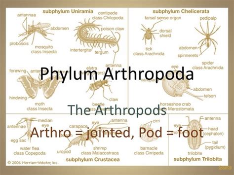 Phylum Arthropoda Subphylum Chelicerata Class Arachnida Order