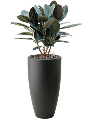 Ficus Elastica Abidjan Donica Pure Hydroponika Sklep Z