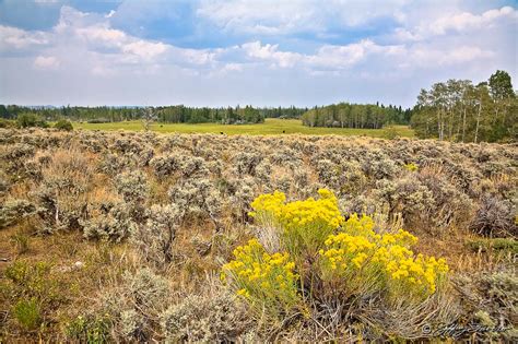 Sagebrush In Blossom Jeffrey Favero Fine Art Photography