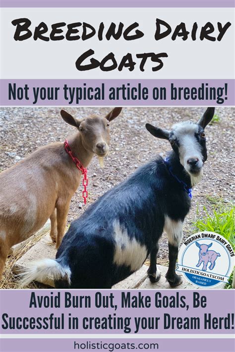 Breeding Dairy Goats 101