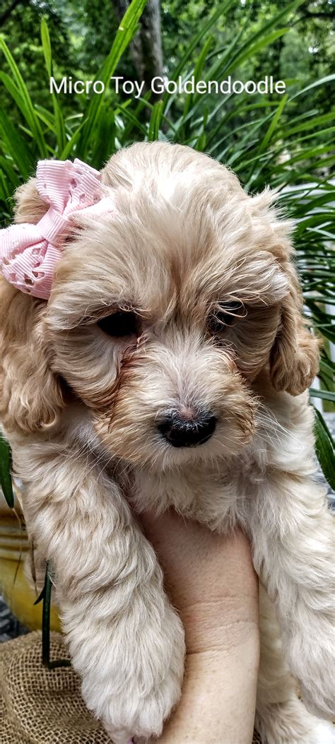 Georgia Mini Goldendoodles – Toy, Micro, and Mini Goldendoodles. 15 lbs. Apricot and white