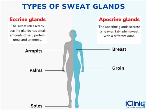 Sweat Glands: The Science Behind Sweat, 46% OFF