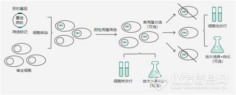 义翘神州稳定细胞株构建平台流程及常见问题解析仪器信息网社区