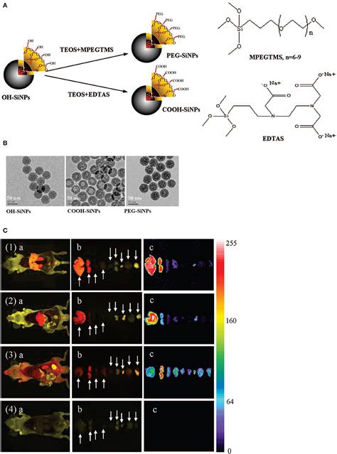 Frontiers Mesoporous Silica Nanoparticles For Bio Applications