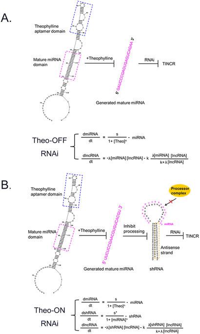 Design And Characterization Of Theophylline Controllable Rnai Based