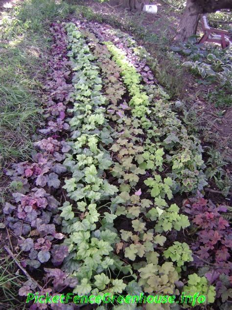 Heuchera Archives - Picket Fence Greenhouse/ Gardens