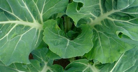Start Spring Kale From Seed | Northwest Edible Life