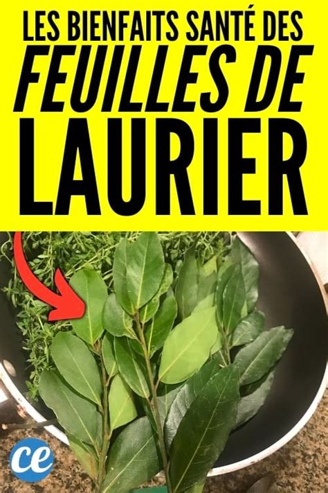 Feuilles de Laurier Leurs Bienfaits et Vertus Pour la Santé