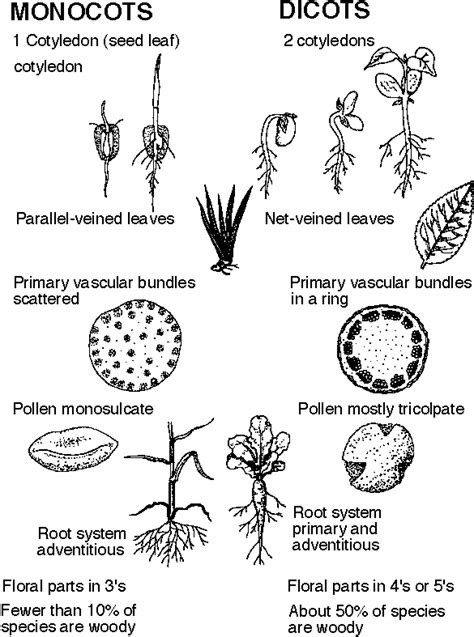 PhillipsBiology: Monocots and dicots