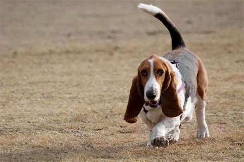 Great Dane Basset Hound Mix: Meet the Friendly Charming Dog | Anything ...