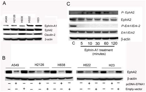 Nsclc Cells Express Receptor Epha2 Ephrin A1 And Caludin 2 Plate A