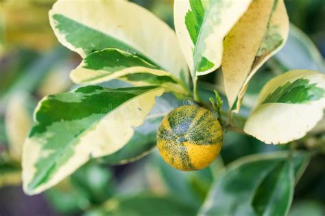 Cumquat Orange Fruits Fortunella Margarita Kumquat Or Cumquats Oval