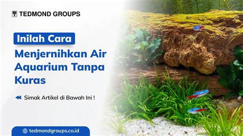 Inilah Cara Menjernihkan Air Aquarium Tanpa Kuras Produsen Tangki Air