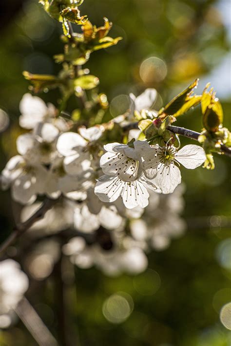 Weiße Blumen Kirschblüten Sakura Kostenloses Foto auf Pixabay Pixabay