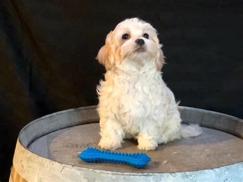 Teddy Bear Shichon Pups Dogs And Puppies For Rehoming Kelowna