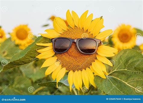 Sunflower Wearing Sunglasses In The Field At Sunrise Close Up Of