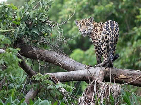10 CAPTIVATING ENDANGERED PERU JUNGLE ANIMALS - Natourandes