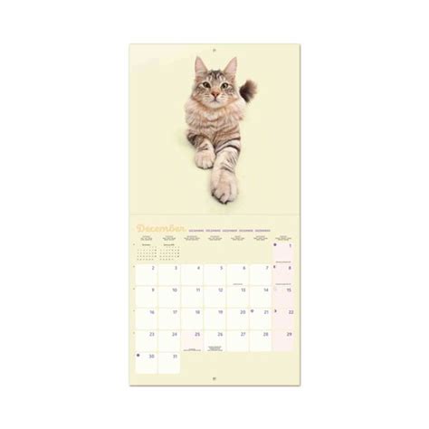 Calendario 2024 30X30 Cats Warren Photographic Alcampo Haz Tu Compra