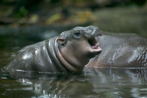 Unlike their chubby sociopath cousins, wild pygmy hippos are shy and timid, tending to ignore ...