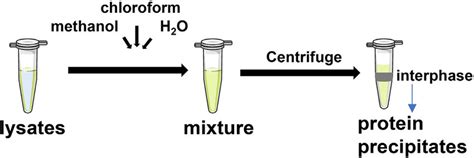 Pictorial Depiction Of Precipitated Proteins In The Interphase Yeast Download Scientific