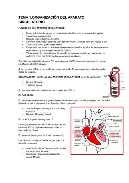Fisiolog A Del Aparato Circulatorio Yudoc Org Udocz