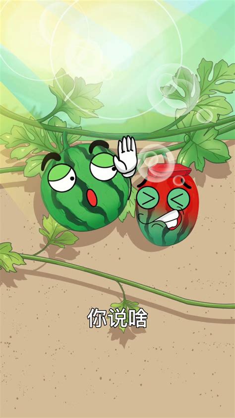 种植西瓜为什么要压一块石头腾讯视频