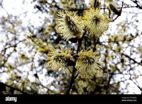 Salix Caprea Kilmarnock Pussy Willow Mature Male Catkins March England UK Stock Photo Alamy