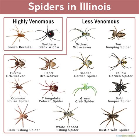 Spiders In Illinois List With Pictures