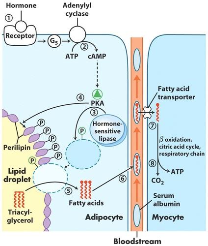 Chem 353 Lipid Metabolism Flashcards Quizlet