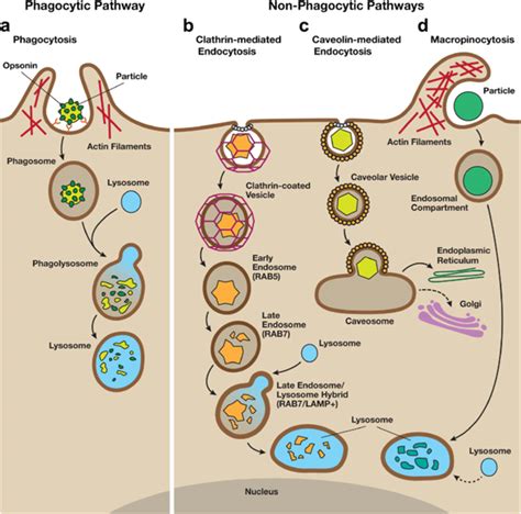 An Overview Of Phagocytic And Non Phagocytic Pathways A Phagocytosis Download Scientific