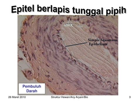 Ppt Jaringan Epitel Powerpoint Presentation Free Download Id 9358887