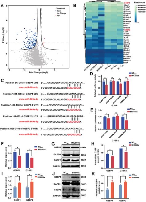 Mirna A P Targets G Bps And Directly Represses Their Expressions