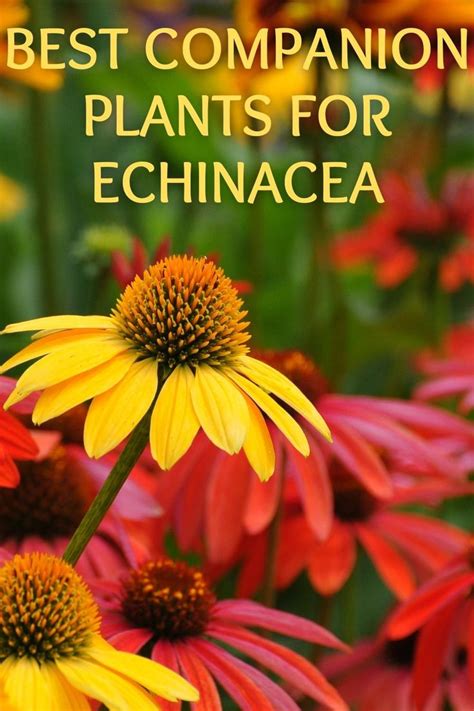 What Are The Best Companion Plants For Echinacea Pictures In