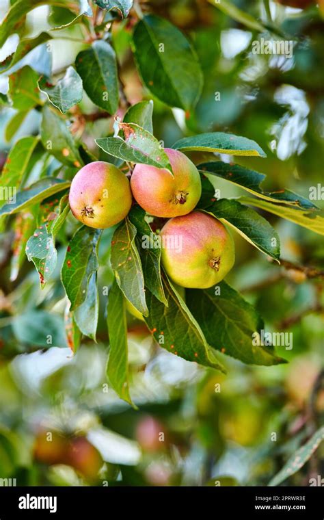 An Apple Per Day Keeps The Doctor Away Apple Picking Has Never Looked