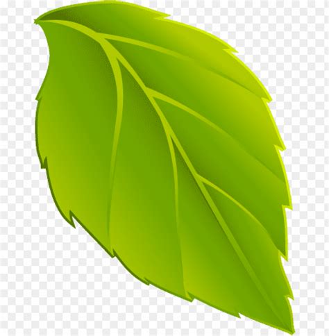 Hojas En Png Dibujo De Hoja Verde PNG Transparent With Clear