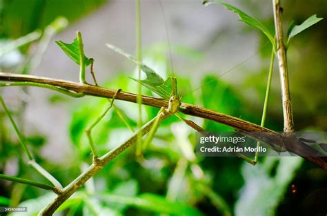Phasmatodea High Res Stock Photo Getty Images