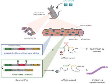 In Vivo Dmd Gene Editing In Muscles And Muscle Stem Cells Of