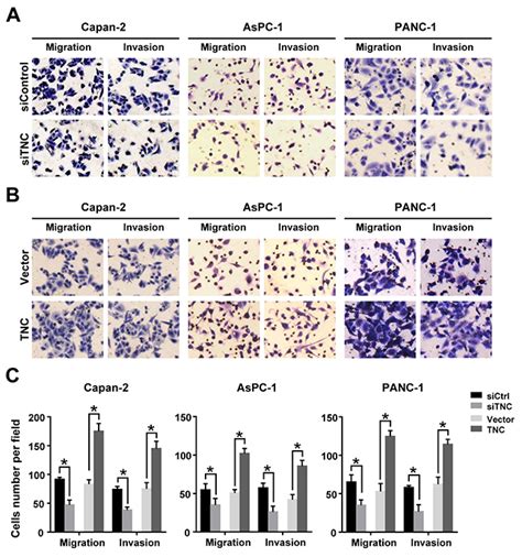 Tenascin C Induces Migration And Invasion Through Jnk C Jun Signalling