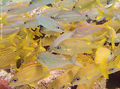 Snorkeling the Caribbean Islands | The best snorkeling spots